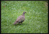 Bronzewing