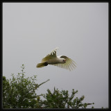 Little Corella