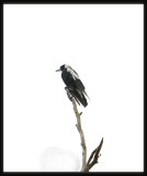 Magpie