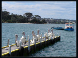 Pelicans - Lakes Entrance