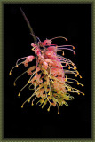 Grevillea