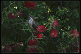 Red Wattlebird - Juvenile