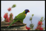 Rainbow Lorikeet