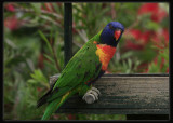 Rainbow Lorikeet