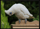 Little Corella