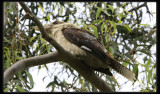 Kookaburra