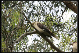 Kookaburra