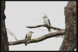 Kookaburras