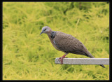Spotted Dove