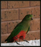 King Parrot - Female
