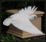Little Corella