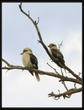 Kookaburras