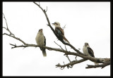 Kookaburras Laughing