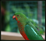 King Parrot  - Male Juvenile