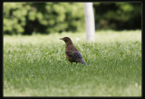 Blackbird - Female