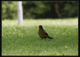 Blackbird - Female