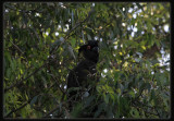 Yellow - Tailed Black Cockatoo