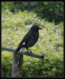 Pied Currawong