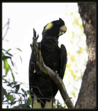 Yellow - Tailed Black Cockatoo