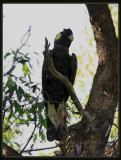 Yellow - Tailed Black Cockatoo