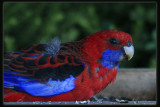 Crimson Rosella