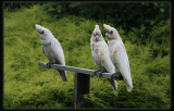 Little Corellas