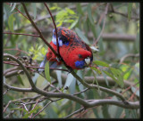 Crimson Rosella