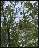 Yellow - Faced Honeyeater