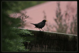 Blackbird