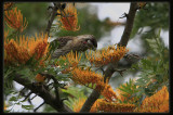 Red Wattlebird