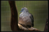 Peaceful Dove