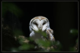Barn Owl