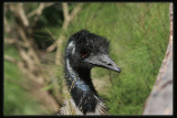 Emu