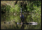 White - faced Heron