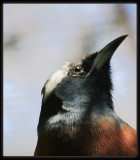 White - browed Woodswallow