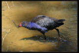 Purple Swamphen