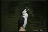Little Pied Cormorant