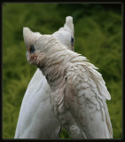 Little Corellas