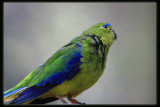 Orange - bellied Parrot