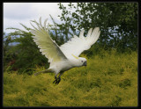 Sulphur Crested Cockatoo - In Flight