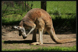 Red Kangaroo