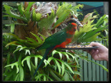 King Parrot - Male Juvenile