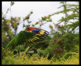 Rainbow Lorikeet