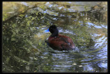 Blue - billed Duck