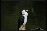 Little Pied Cormorant