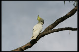 Sulphur Crested Cockatoo