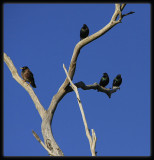 European Starlings & Miner Bird