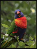 Rainbow Lorikeet