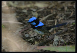Superb Fairy - wren