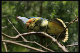Red - crowned Fruit Dove